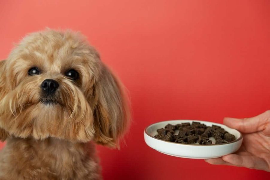 Is Grain Free Food Good for Dogs