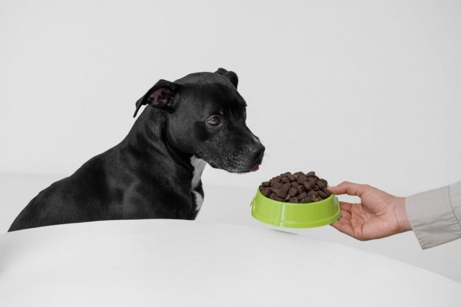Is Grain Free Food Good for Dogs